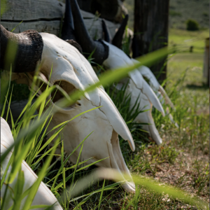 Bison Skulls