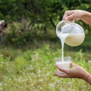 Grass-Fed Freeze-Dried A2 Raw Colostrum