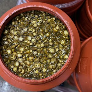 Brined Jalapeños (by Sandy Shore)