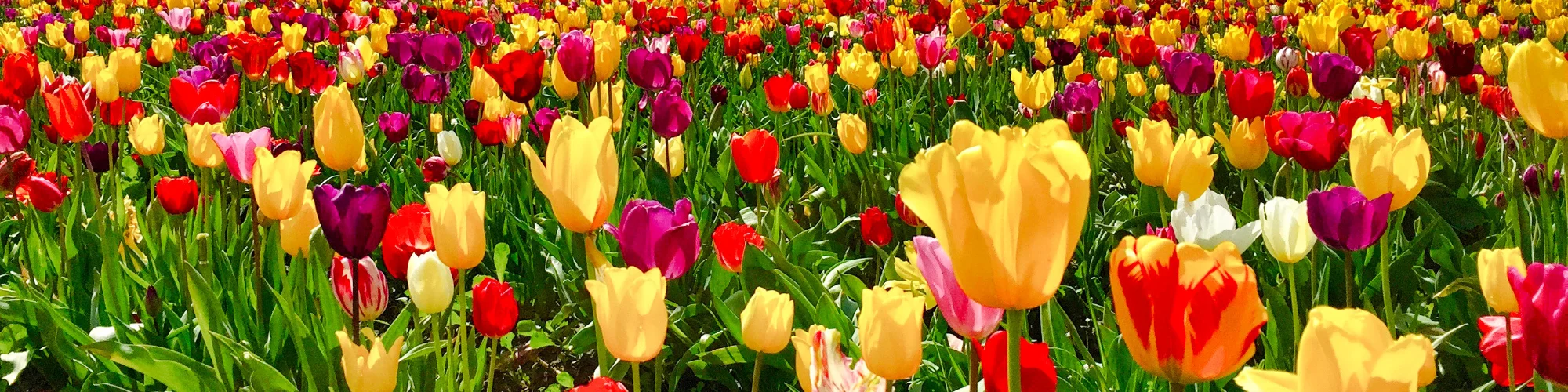 Dutch Mill Bulbs