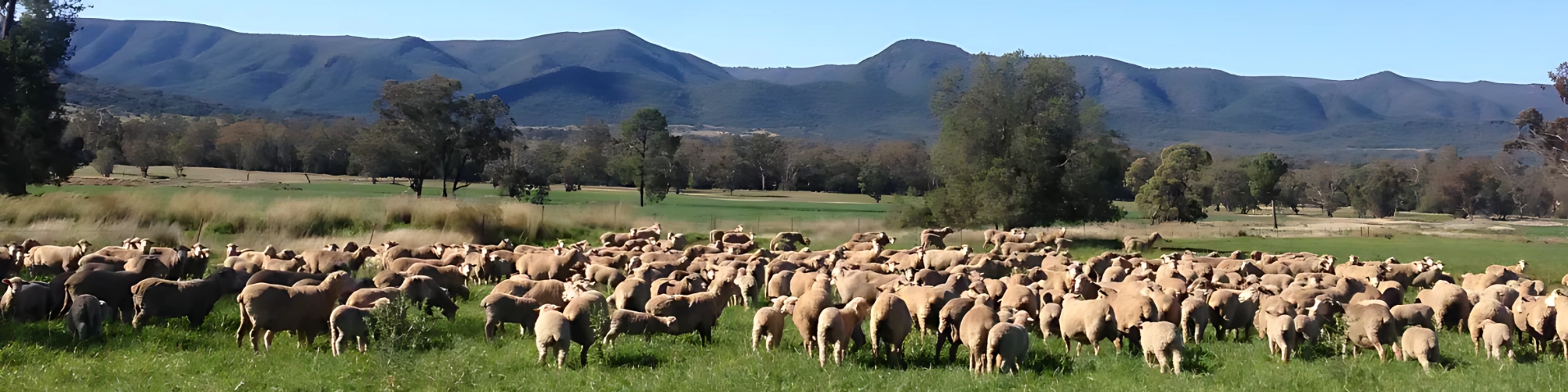 Nandewar Lamb