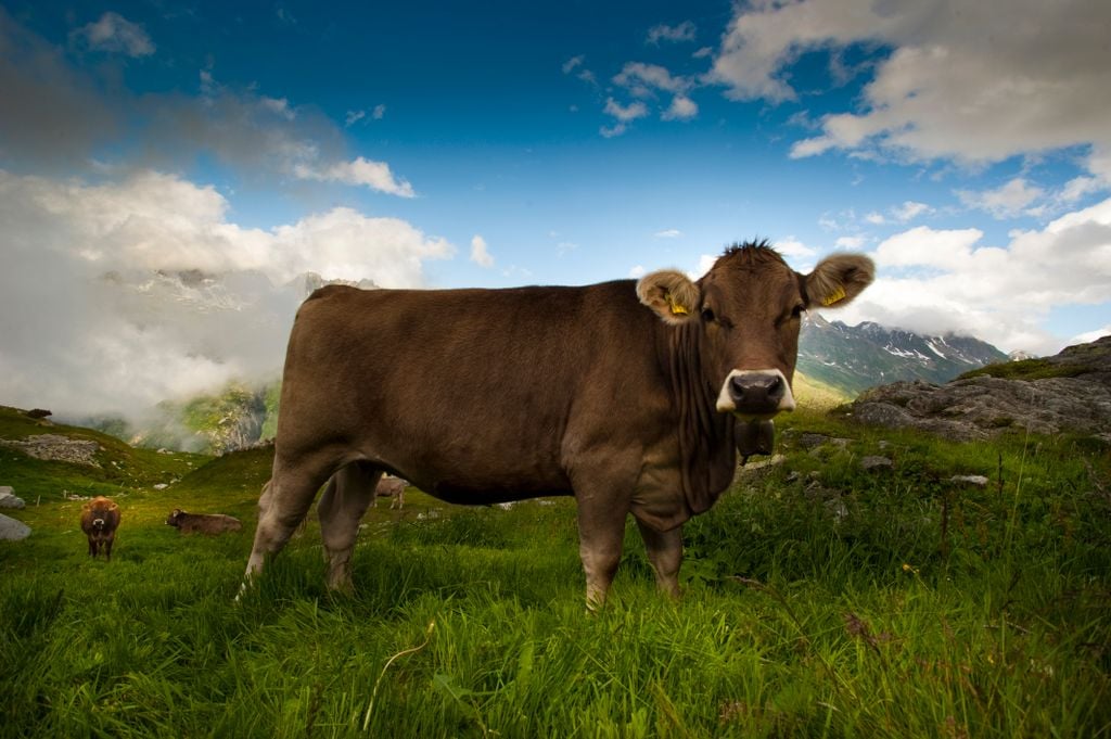 A brown cow grazing in a lush green field with mountain views and blue skies.
